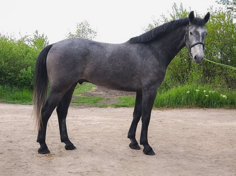 Hungarian Sport Horse Gelding 4 years 16.1 hh Grey in Békés