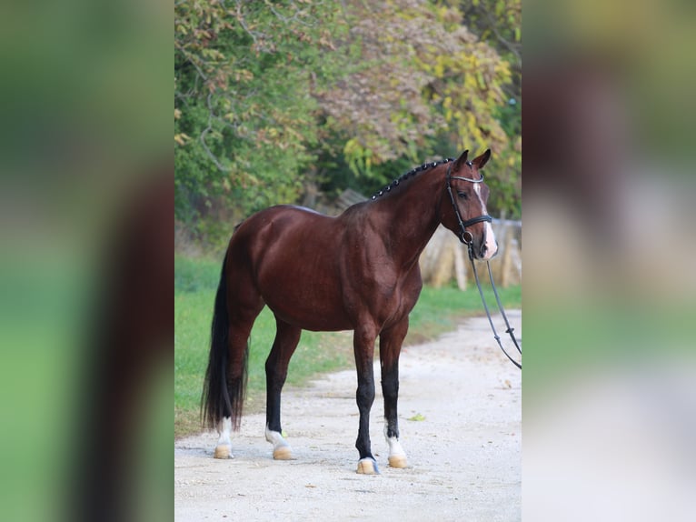 Hungarian Sport Horse Gelding 4 years 16,2 hh Bay in Győr