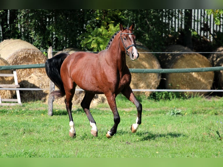 Hungarian Sport Horse Gelding 4 years 16,2 hh Bay in Győr