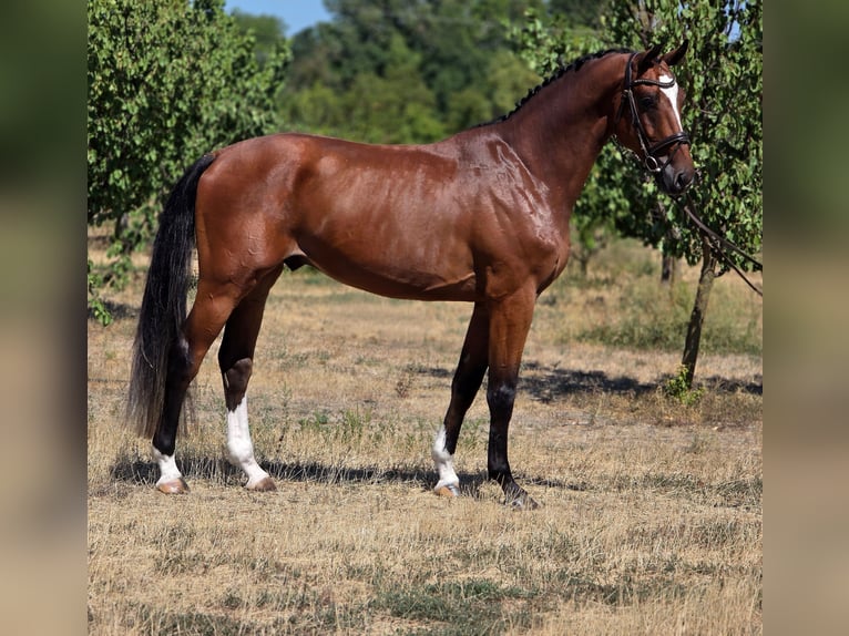 Hungarian Sport Horse Gelding 4 years 16.2 hh Brown in Békésszentandrás