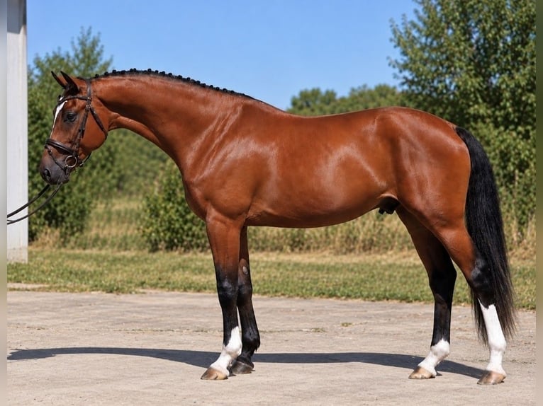 Hungarian Sport Horse Gelding 4 years 16.2 hh Brown in Békésszentandrás
