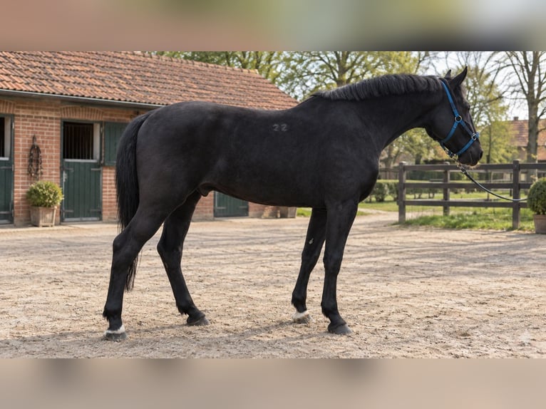 Hungarian Sport Horse Gelding 4 years 16.3 hh Black in Békés