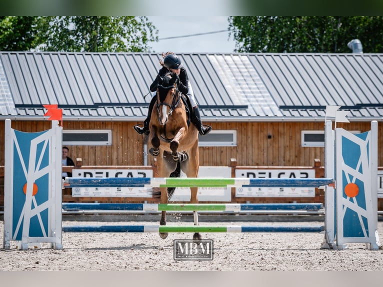 Hungarian Sport Horse Gelding 4 years 16 hh Bay in Lunga