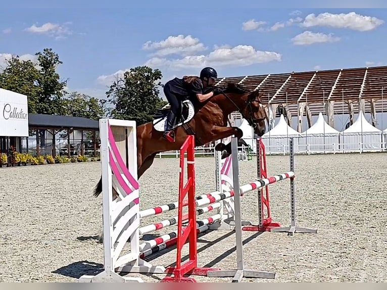 Hungarian Sport Horse Gelding 4 years 16 hh Bay in Lunga