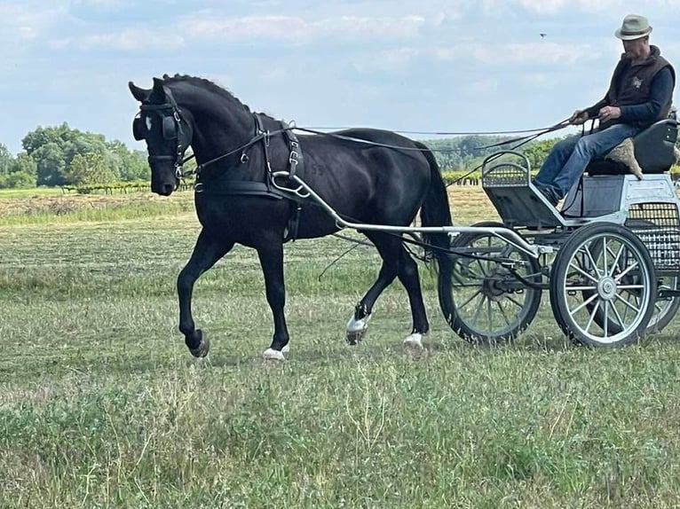 Hungarian Sport Horse Gelding 4 years 16 hh Black in Soltszentimre Hungary