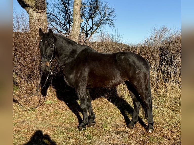 Hungarian Sport Horse Gelding 4 years 16 hh Black in Pelmberg