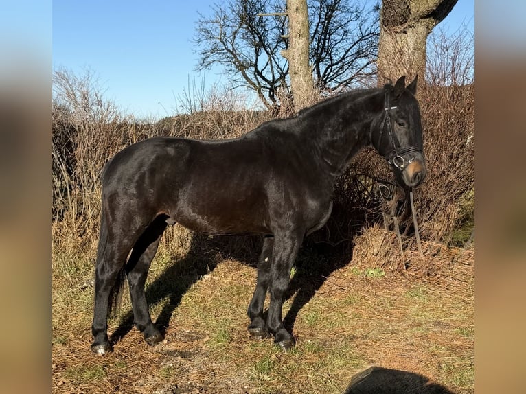 Hungarian Sport Horse Gelding 4 years 16 hh Black in Pelmberg