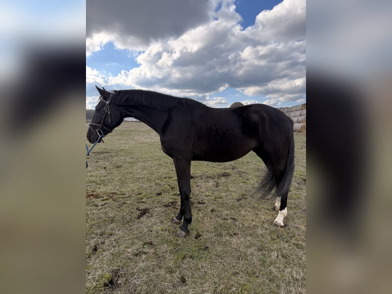 Hungarian Sport Horse Gelding 4 years 16 hh Black in Dévaványa