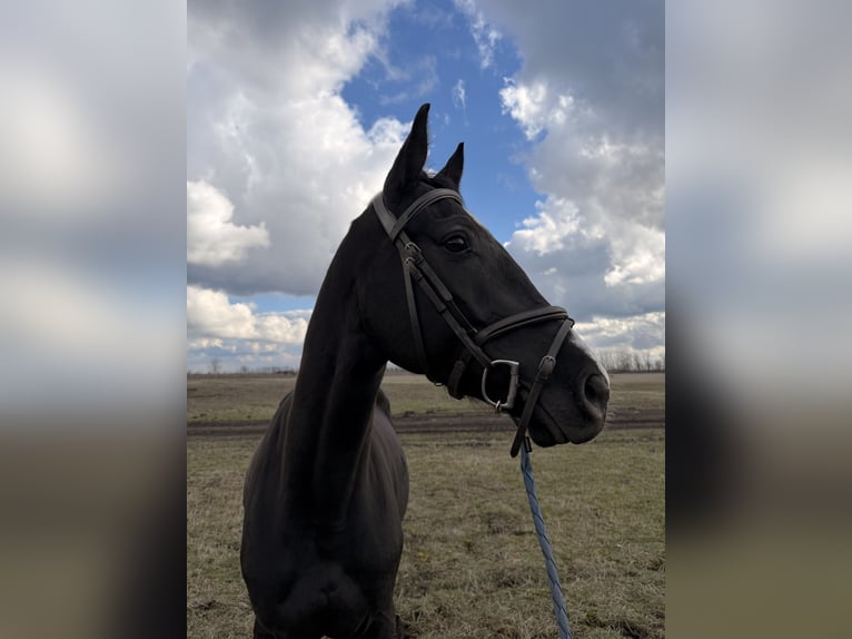 Hungarian Sport Horse Gelding 4 years 16 hh Black in Dévaványa