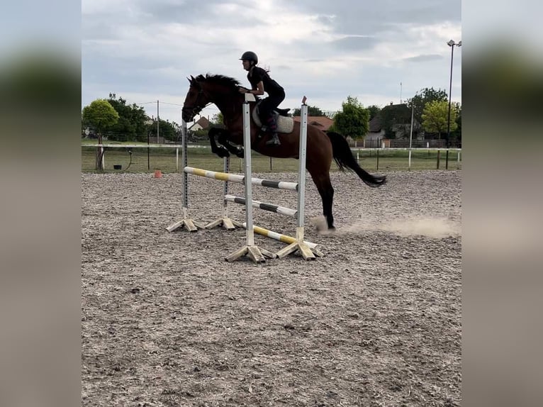 Hungarian Sport Horse Gelding 4 years 16 hh Brown in Karlsruhe