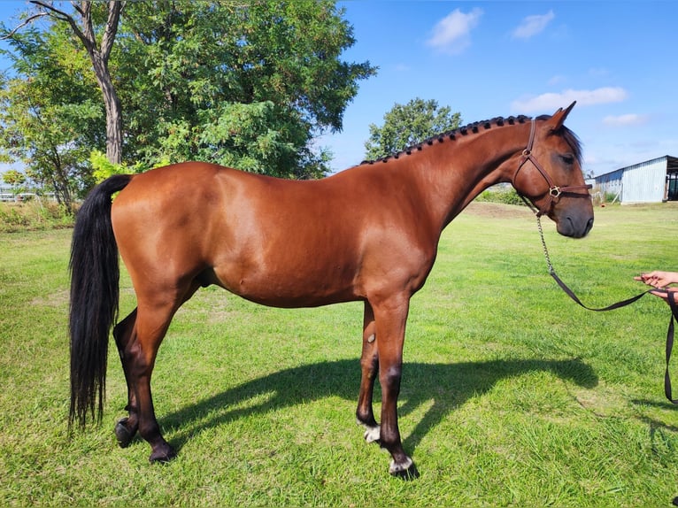 Hungarian Sport Horse Gelding 4 years 16 hh Brown in Karlsruhe