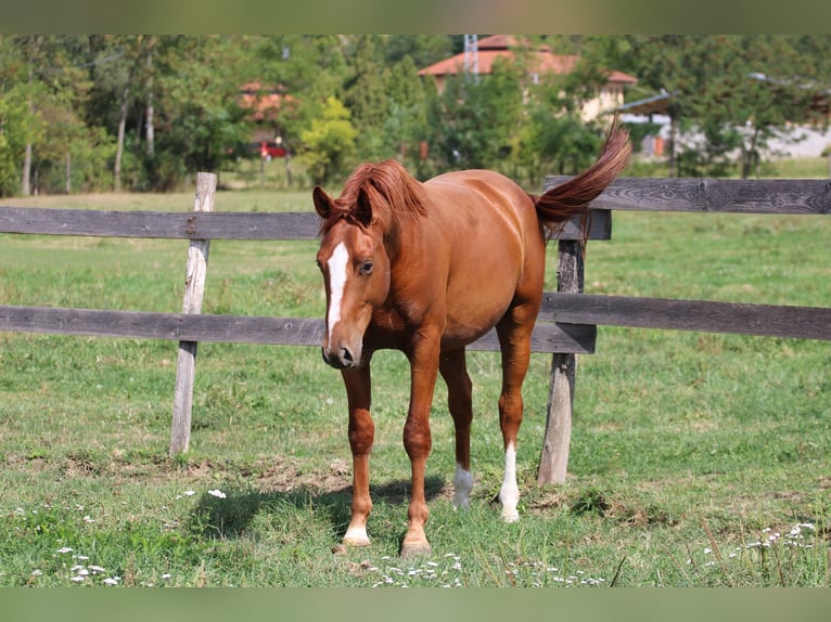Hungarian Sport Horse Gelding 4 years 16 hh Chestnut in Écs