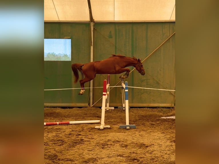 Hungarian Sport Horse Gelding 4 years 16,1 hh Chestnut in Budapest