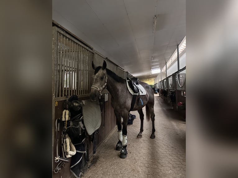 Hungarian Sport Horse Gelding 4 years 16,1 hh Grey in Dachau