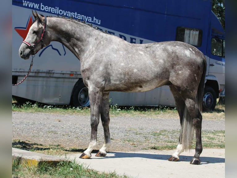 Hungarian Sport Horse Gelding 4 years 16,2 hh Grey in H&#xF3;dmez&#x151;v&#xE1;s&#xE1;rhely