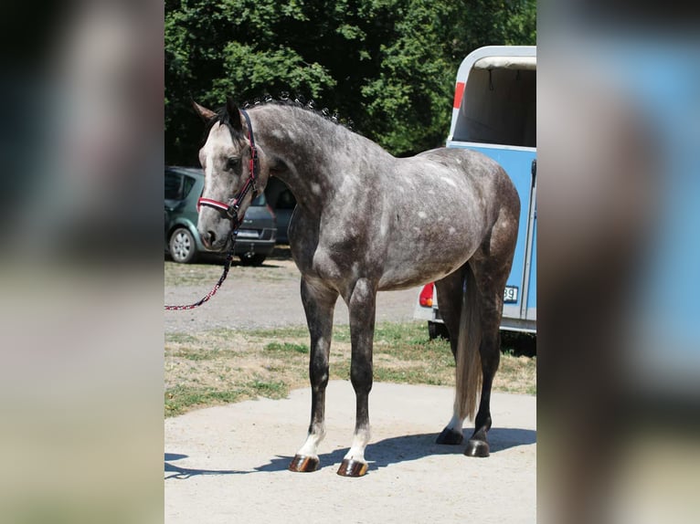 Hungarian Sport Horse Gelding 4 years 16,2 hh Grey in Hódmezővásárhely Hungarian Sport Horse Gelding 4 years 16,2 hh Grey in Hódmezővásárhely