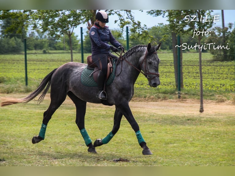 Hungarian Sport Horse Mix Gelding 4 years 17,1 hh Grey in Kondoros