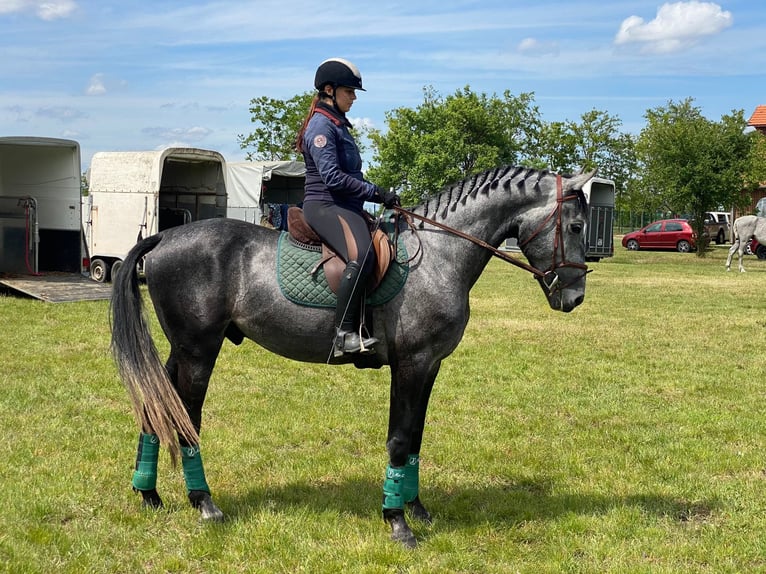 Hungarian Sport Horse Mix Gelding 4 years 17,1 hh Grey in Kondoros