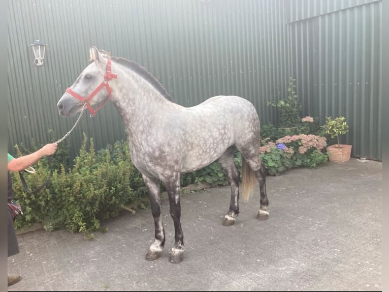 Hungarian Sport Horse Gelding 5 years 14,1 hh Gray-Dapple in S&#xFC;derl&#xFC;gum