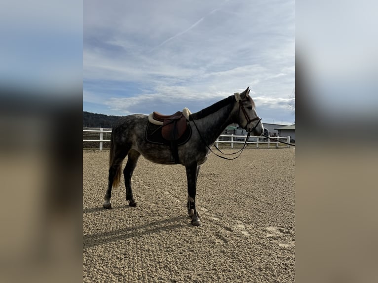 Hungarian Sport Horse Gelding 5 years 14.1 hh Grey in Bad blumau