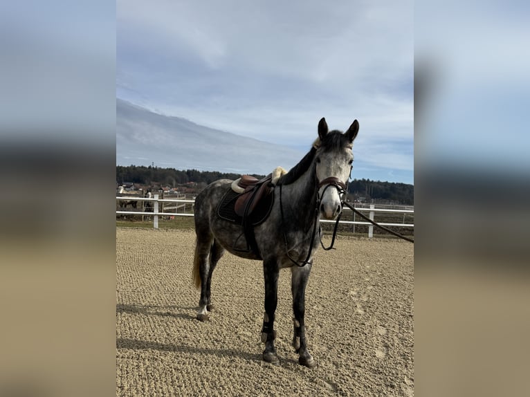 Hungarian Sport Horse Gelding 5 years 14.1 hh Grey in Bad blumau