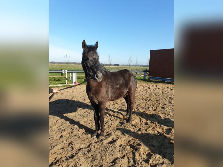 Hungarian Sport Horse Mix Gelding 5 years 14.3 hh Grey-Dark-Tan in Lindern (Oldenburg)