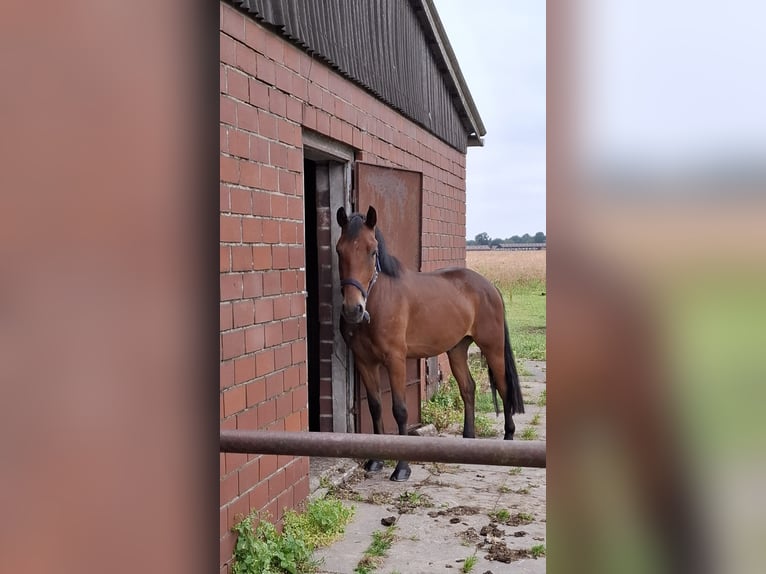 Hungarian Sport Horse Gelding 5 years 14 hh Brown in Schapen