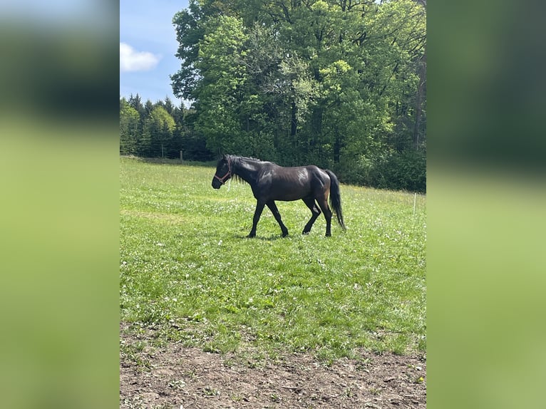 Hungarian Sport Horse Mix Gelding 5 years 15,1 hh Brown in StollmühleLaimbach