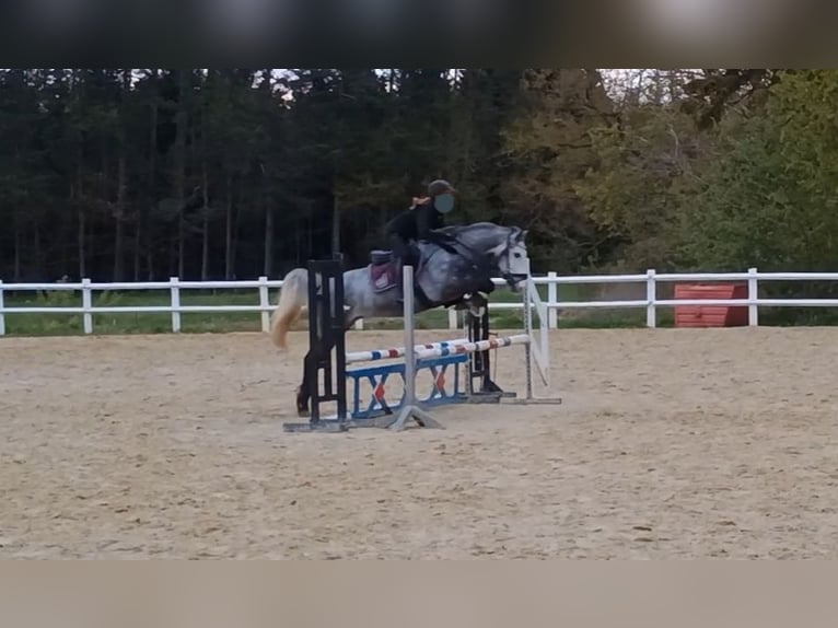 Hungarian Sport Horse Gelding 5 years 15,1 hh Gray in Horb am Neckar