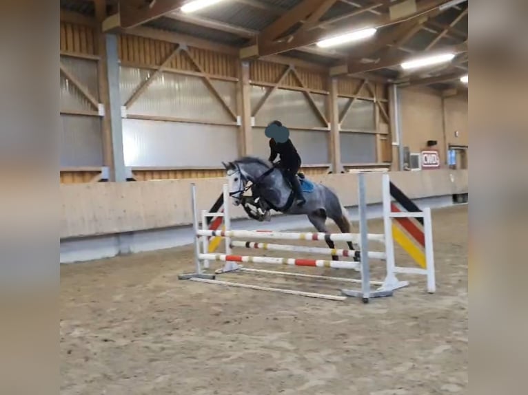 Hungarian Sport Horse Gelding 5 years 15,1 hh Gray in Horb am Neckar