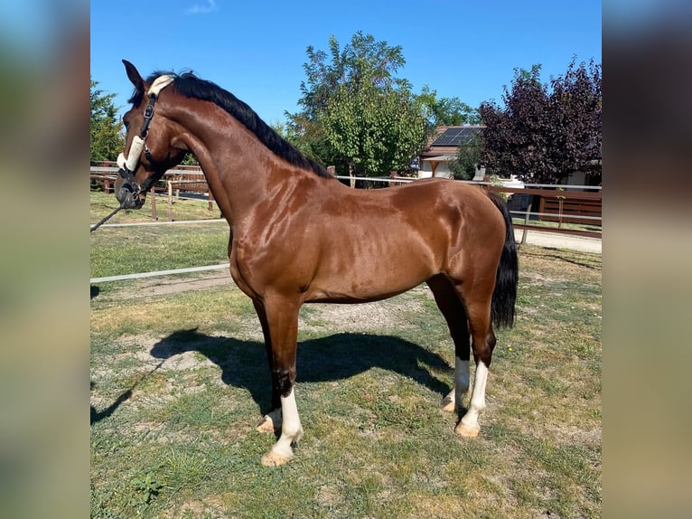 Hungarian Sport Horse Mix Gelding 5 years 15,2 hh Bay in Tass