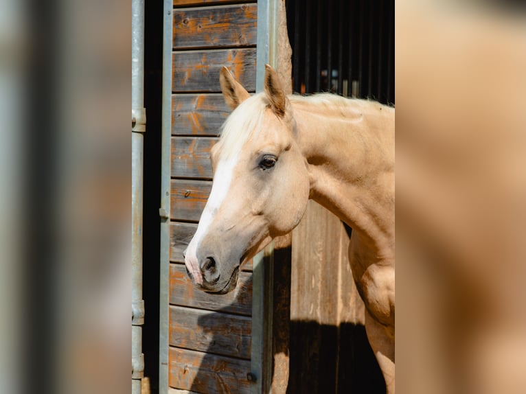 Hungarian Sport Horse Gelding 5 years 15.2 hh Palomino in Aigen-Schlägl