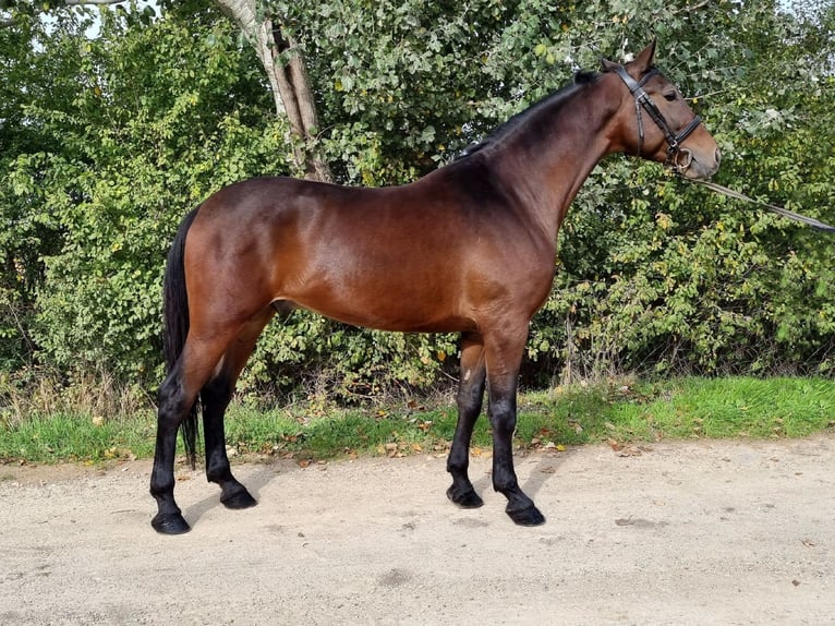 Hungarian Sport Horse Mix Gelding 5 years 15,3 hh Brown in Békés