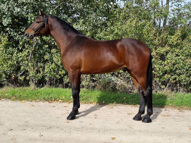 Hungarian Sport Horse Mix Gelding 5 years 15,3 hh Brown in Békés