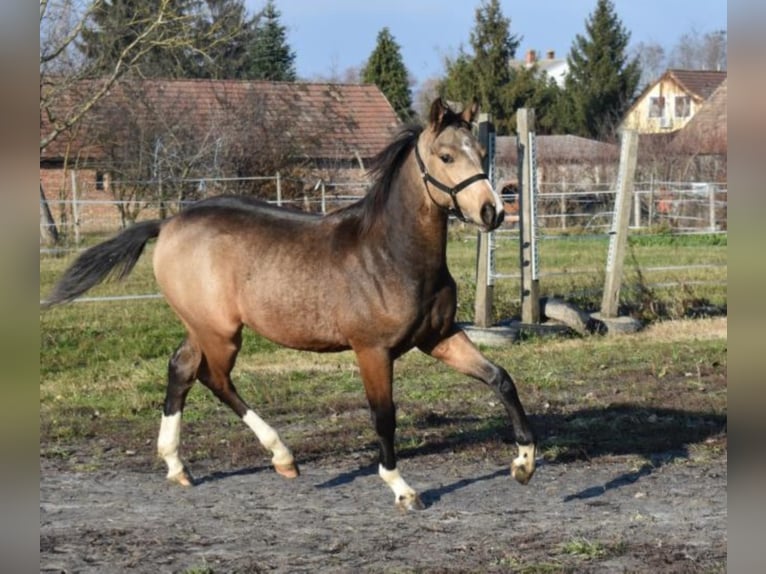 Hungarian Sport Horse Gelding 5 years 15.3 hh Buckskin in Marcali
