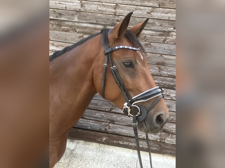 Hungarian Sport Horse Gelding 5 years 15,1 hh Brown in Essen