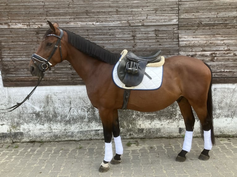 Hungarian Sport Horse Gelding 5 years 15,1 hh Brown in Essen