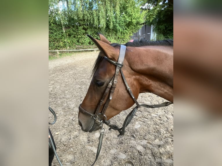 Hungarian Sport Horse Gelding 5 years 15,1 hh Brown in Essen