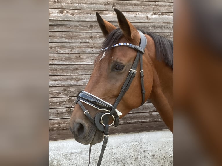 Hungarian Sport Horse Gelding 5 years 15,1 hh Brown in Essen