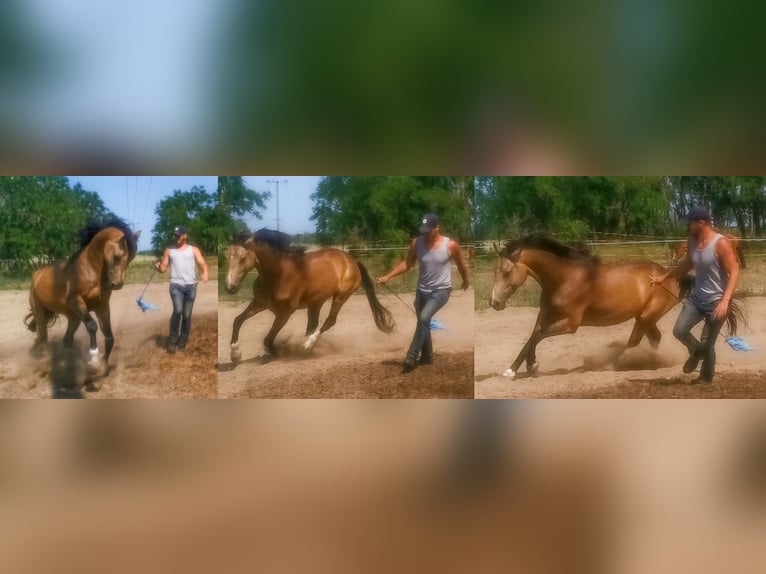 Hungarian Sport Horse Gelding 5 years 15,2 hh Buckskin in Ladánybene