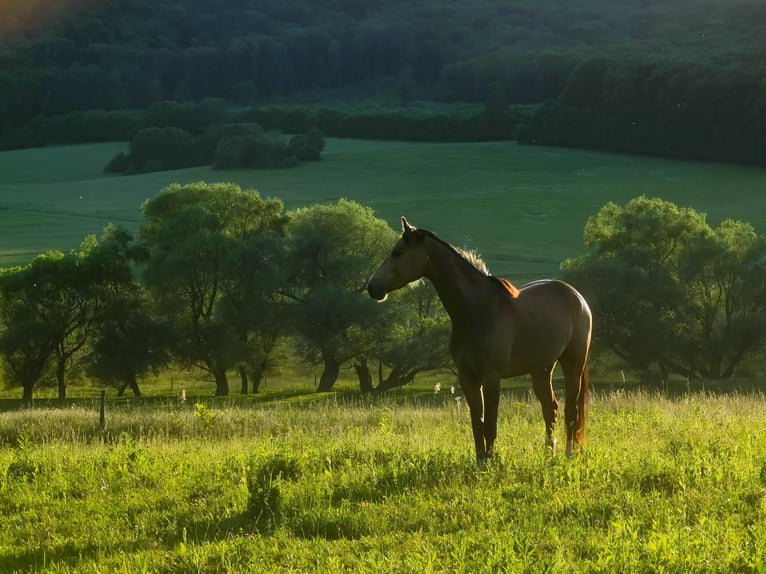 Hungarian Sport Horse Gelding 5 years 15,2 hh Buckskin in Ladánybene