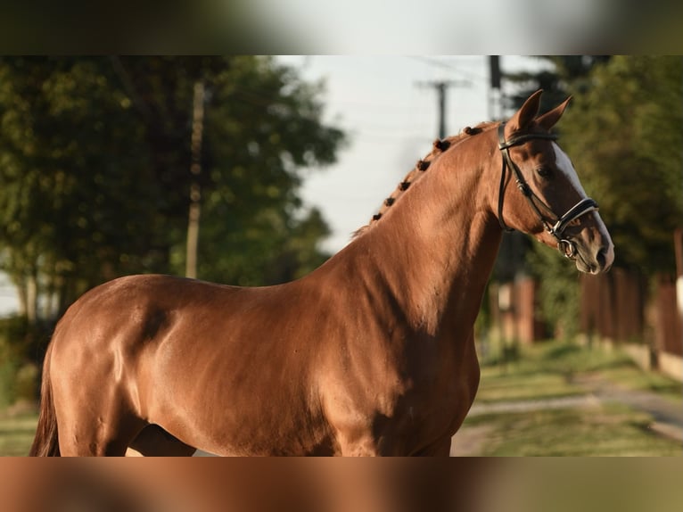 Hungarian Sport Horse Gelding 5 years 16,1 hh Chestnut-Red in Cegléd