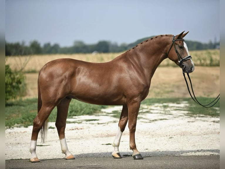 Hungarian Sport Horse Gelding 5 years 16,1 hh Chestnut-Red in Cegléd