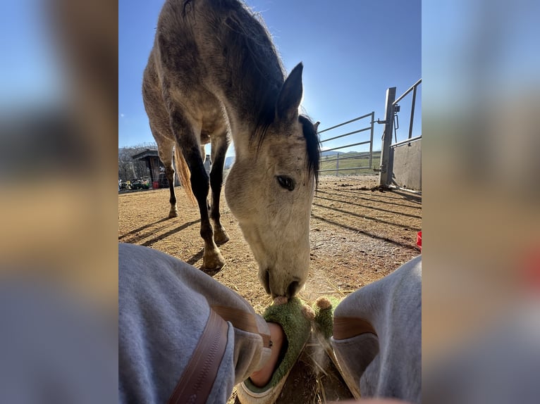 Hungarian Sport Horse Gelding 5 years 16,1 hh Gray in Oltingen