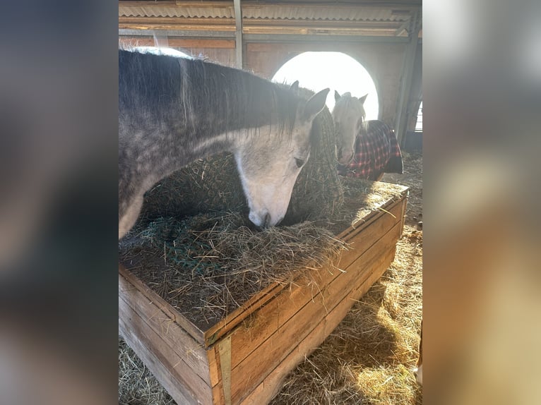 Hungarian Sport Horse Gelding 5 years 16,1 hh Gray in Oltingen