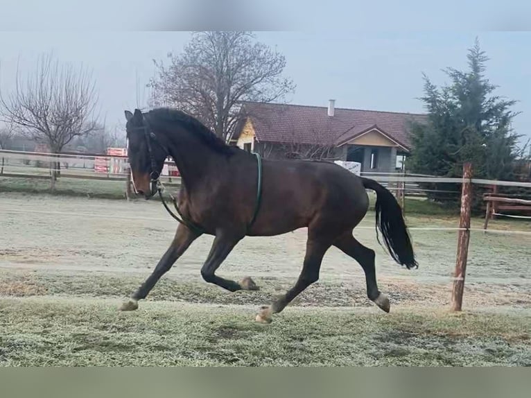 Hungarian Sport Horse Gelding 5 years 16,2 hh Bay-Dark in Tass