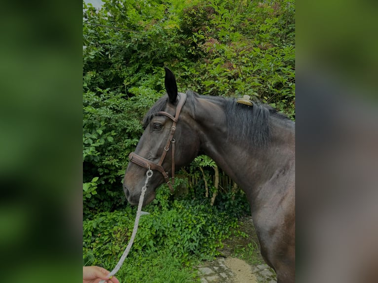 Hungarian Sport Horse Gelding 5 years 16,2 hh Bay-Dark in Großbettlingen