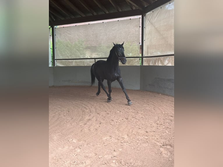 Hungarian Sport Horse Gelding 5 years 16,2 hh Bay-Dark in Großbettlingen