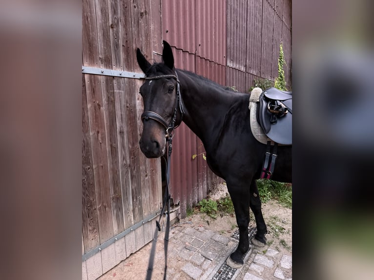 Hungarian Sport Horse Gelding 5 years 16,2 hh Bay-Dark in Großbettlingen