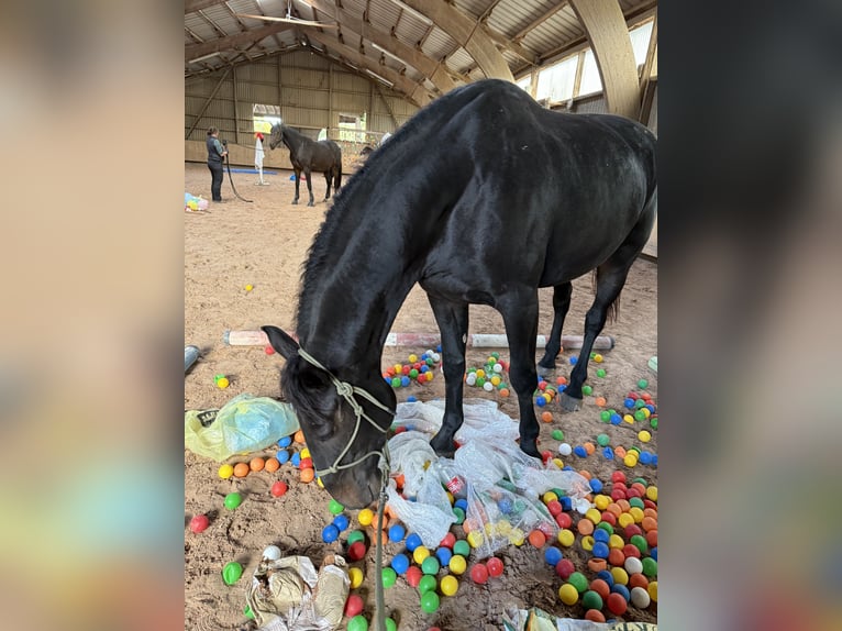 Hungarian Sport Horse Gelding 5 years 16,2 hh Bay-Dark in Großbettlingen